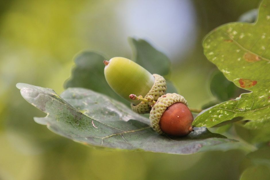Close-up of an oak tree branch with three developing acorns, one green and two brown, nestled among large, textured green leaves with visible veins and slight imperfections. The acorns rest on the sur