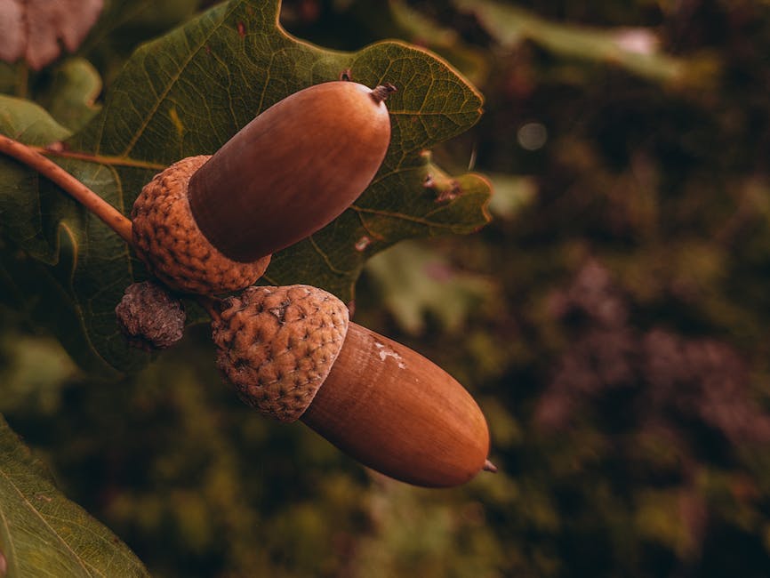Close-up of an oak tree branch with three developing acorns, one green and two brown, nestled among large, textured green leaves with visible veins and slight imperfections. The acorns rest on the sur